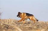 BERGER ALLEMAND 926